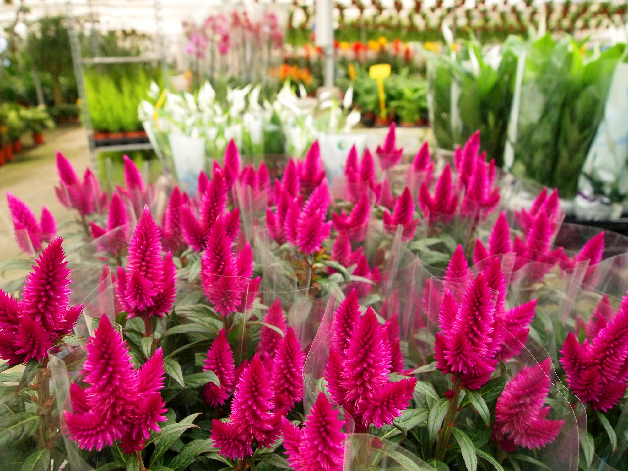 Foto Flores Cabecero Viveros Reina en Motril (Granada)
