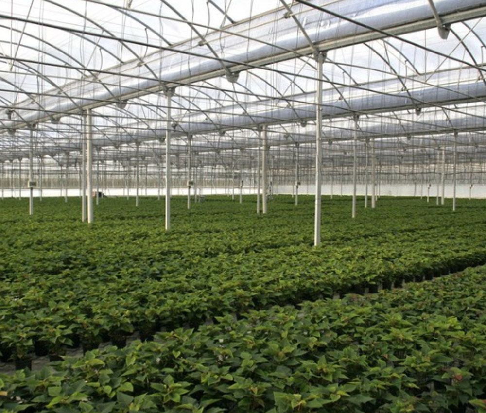 instalaciones-viveros-reina-en-motril-granada Instalaciones Viveros reina en Motril (Granada)